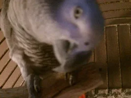 Missing my Grey