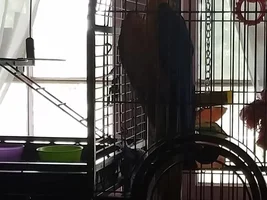 Bird hanging behavior