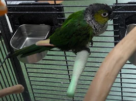 Huge question on This little black capped conure