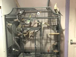 Cockatiel Cage