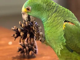 Learning to forage