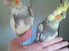 Baby cockatiels