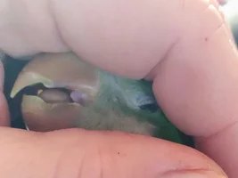I wanna hold your beak.
