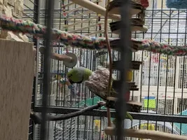 African Ringneck adoptee-to-be