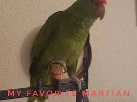 The best Bird meme!!