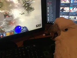 My First Cockatoo is a Rescue