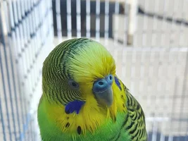 Wet birdies!