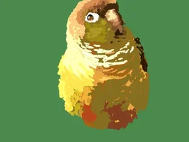 Drawing birds