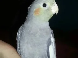 16 week old humping cockatiel