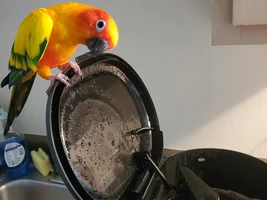 Sun Conure age difference