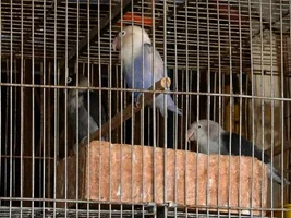 A photojournalist seeks help with bird identification