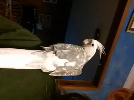 my new flock members