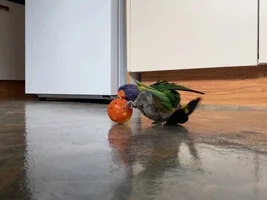 Lorikeet Hormonal Behavior determining gender?