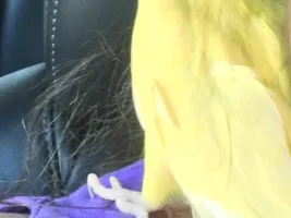 Indian Ringneck advice please