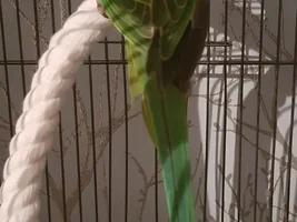What's happened to Gabbanas wing ?