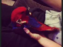 Update on Scarlet