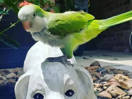 Odd quaker molting behavior