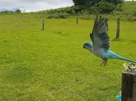 Quaker in Free Flight