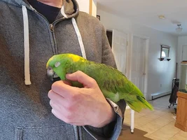 Yellow napped female
