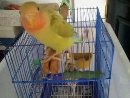 St thomas conure
