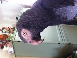 african gray beak question
