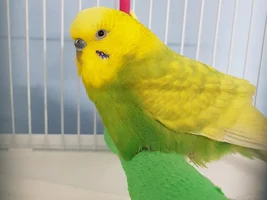 Cage Set-up for Elderly/Arthritic Budgie