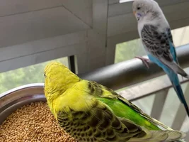 Volunteering as a parakeets sitter in NYC