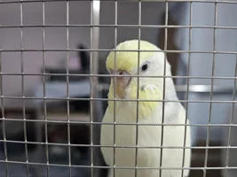[Advice Needed] Experiences with microchipping Budgies and Cockatiels for EU relocation?
