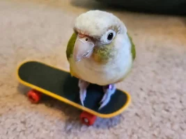 Teeko