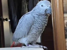 Need advice with a very shy African Grey