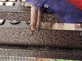 Squished Toe