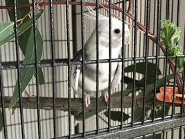 Welcome my new feathered friend