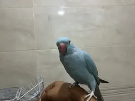 Indian ringneck born 2023 gender