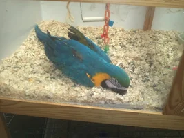 Macaw's & Other Birds i help with