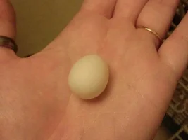 Not sure if she is with eggs or ?