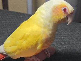 Been a while since i posted! Meet the flock !