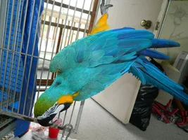 Misty Macaw(Pictures)