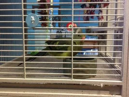 Rock pebbler/regent parakeet! *pics*