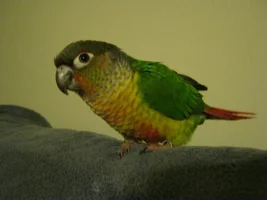 BOOM, baby! Cuzco has arrived!