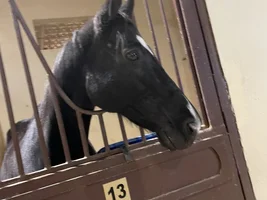 Animals i have touched and i have owned