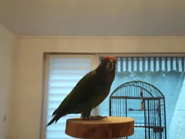 Made a wooden Parrot Stand