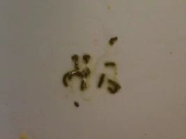 LuLu's watery poop
