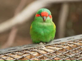 Super Cute Bird Videos :)