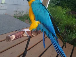 22yo blue and gold macaw reperch