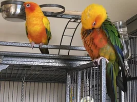 How to introduce conures?!?