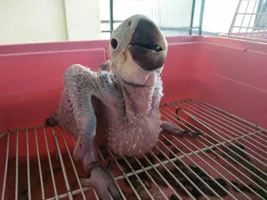 New baby blue and gold macaw parents here