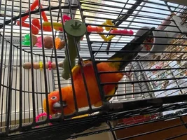 Beautiful Sun Conure For sale
