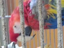 rescued a scarlet macaw yesterday