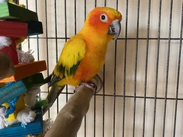 How to introduce conures?!?
