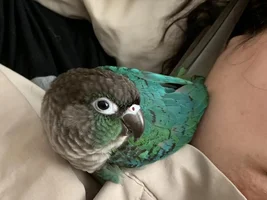 Introduction with my two Conures